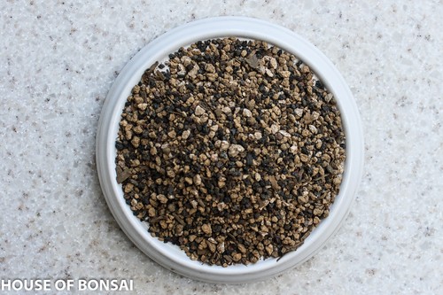 Premium mixed bonsai - bonsai, soil