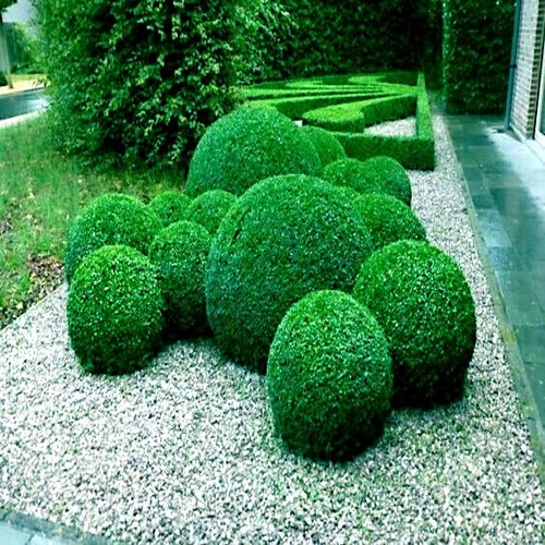 Common english boxwood tree - common,